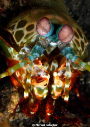 Mantis Shrimp, PNG by Michael Gallagher 